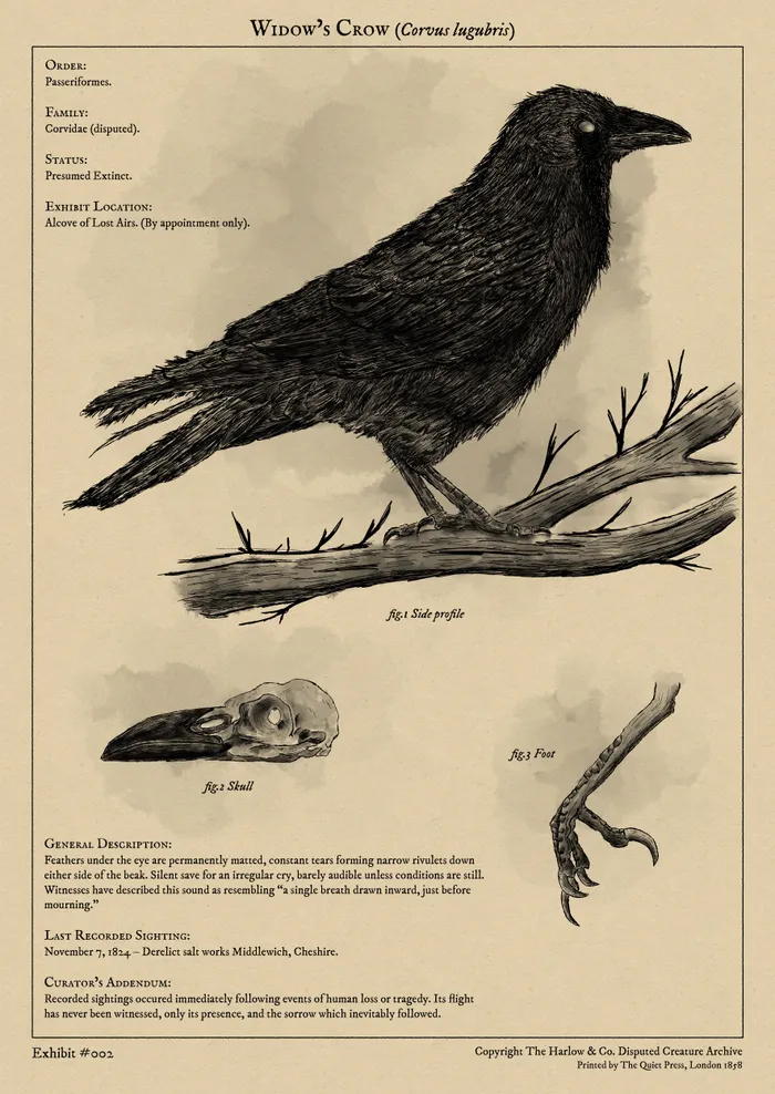 Illustration of a Crow in the style of 1800 scientific plates