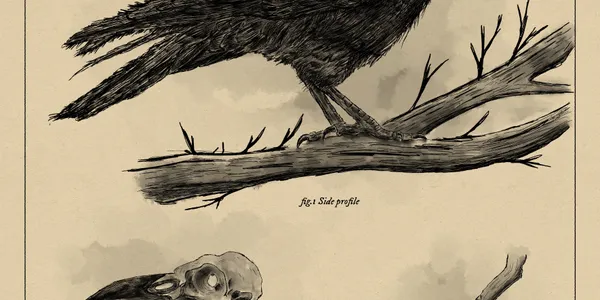 Illustration of a Crow in the style of 1800 scientific plates