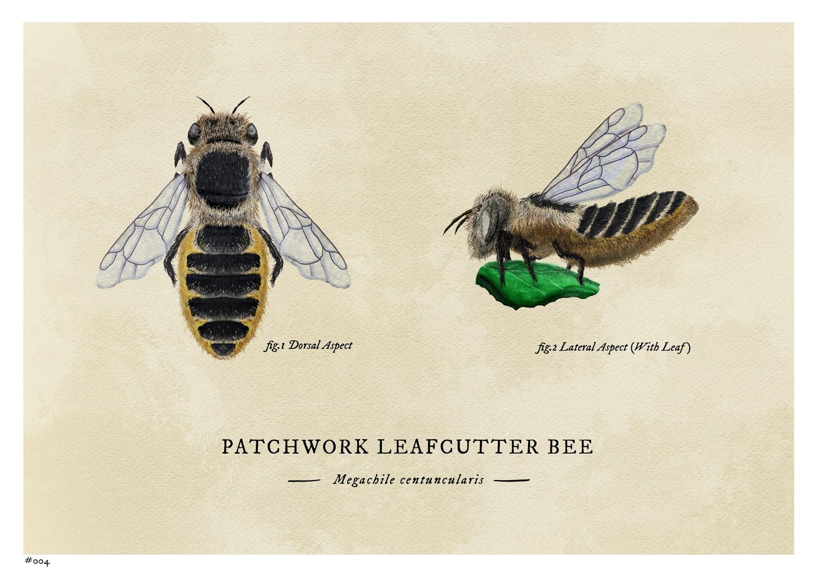 A natural-history plate of a patchwork leafcutter bee on aged paper, showing two studies — a dorsal view with banded abdomen, and a lateral view carrying a cut leaf fragment.