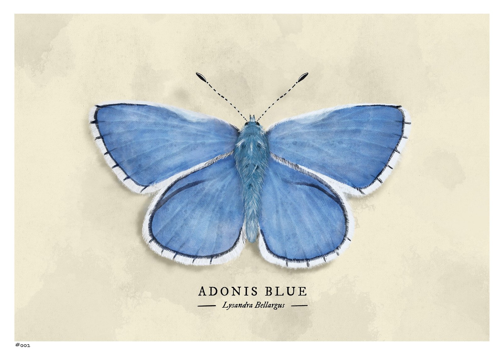 A natural-history plate of an Adonis blue butterfly on aged paper, wings open to show vivid blue upper surfaces edged with a fine black and white chequered fringe.